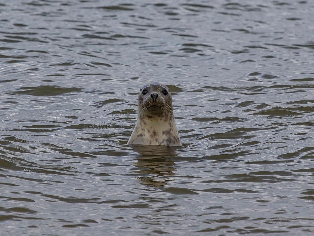 Boottocht Bar Harbor zeehondjes Boottocht Bar Harbor zeehondjes